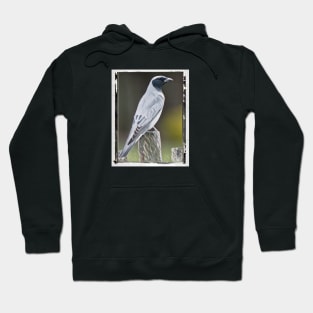 Cuckoo, Australia. The cuckoo, a shy bird, is found on the east coast of Australia. Hoodie